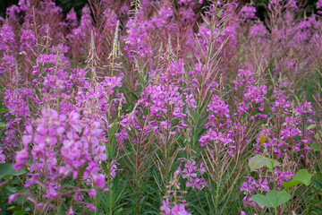 Fototapeta premium Fireweed growing in Alaska