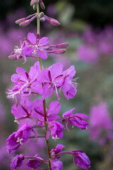 Fototapeta premium Fireweed growing in Alaska