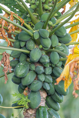 Papaya vegetable ready to be picked form the tree