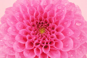 Single dahlia flower with water drops on pink background for romantic design and greeting card