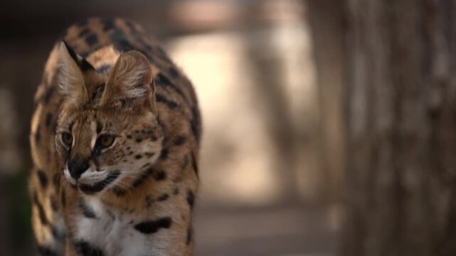 Serval in forest, Sunlit trail witnesses alert wild cat, Domestically elusive serval traverses sundappled woodland with alert posture