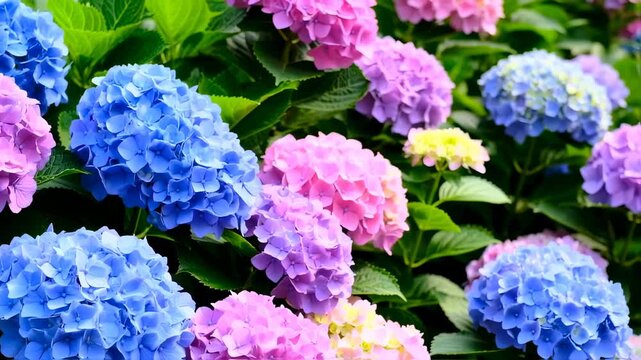 Lush close-up of colorful hydrangea blooms in various shades of blue, pink, purple, and green