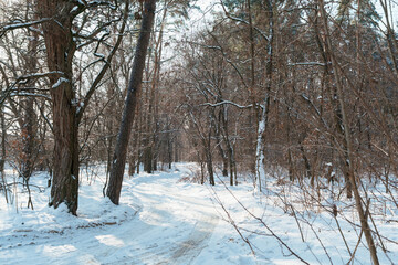 Obraz premium Empty winding snow covered path leading through a serene peaceful forest during cold winter day