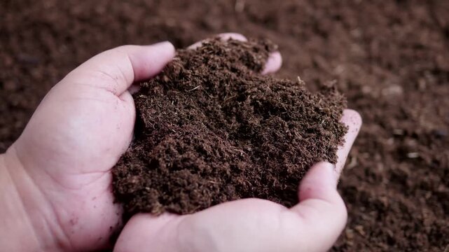 Person showing dark fertile soil in hands, gardening and agriculture concept, hands holding organic peat moss soil for planting.