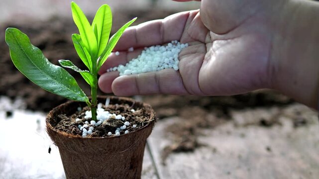 Gardener fertilizing young green seedling, agriculture and plant care concept
