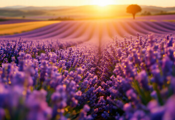 Fototapeta premium Beautiful Purple Lavender Field Rows Under Golden Sunrise or Sunset Light.