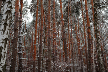 Fototapeta premium Dense forest of tall pine and birch trees heavily covered in fresh snow on cold winter day