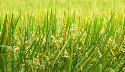 Naklejka premium Green rice plants in the fields