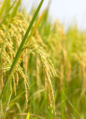 Naklejka premium Green Creeper Plant on the Wall