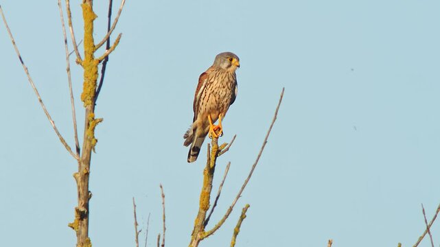 Male Common Kestrel (Falco tinnunculus) Perched on Dead Branch at Summer Sunrise, Nuremberg, Bavaria, Germany