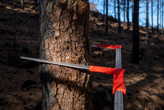 Forestry caliper measuring the diameter of a burnt pine tree The Concept of Environmental Assessment