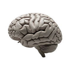 Human brain model for medical education and healthcare concepts, isolated on white background