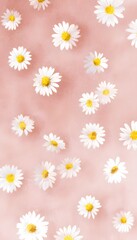 Obraz premium Delicate white daisies bloom on soft pink background a minimal lifestyle illustration
