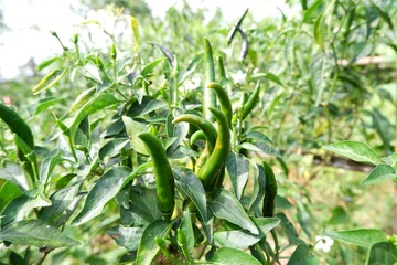 Fototapeta premium Spicy green cayenne peppers growing
