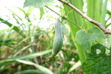 Young zucchini hanging from the tree.