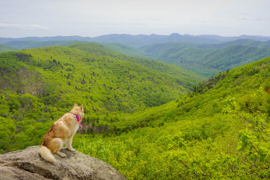 Dog on rock overlooking scenic forested hills with taiga sopka in Primorsky Krai, Russia.
