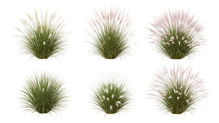 Obraz premium Set Of Pampas Grass Clumps Isolated On Black Background