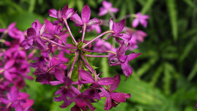 Cluster of bright rosy-pink flowrs of Sticky catchfly (clammy campion) (Viscaria vulgaris) in bokeh blurred background of lanceolate green leaves
