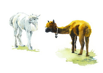 Adorable llama watercolor art. Watercolor animal illustration or print for postcard. Hand drawn illustration isolated on white background. Cute farm animal © budogosh