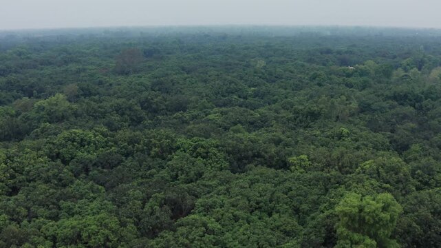 Drone tilt up reveals vast dense mango forest plantation under hazy sky in Rahimabad, Uttar Pradesh, showcasing endless tree canopy.