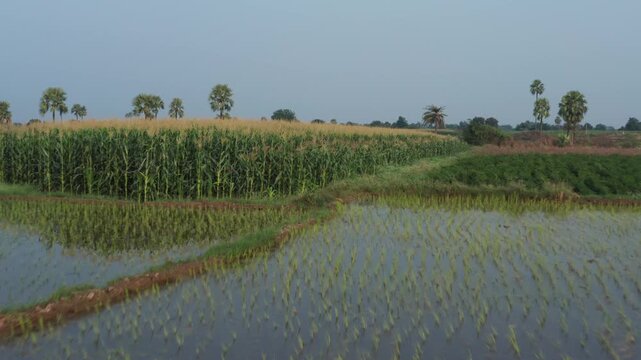 Horizon reveal pans across golden maize fields, diverse crops and scattered palm trees in Warangal rural landscape, Telangana, India.