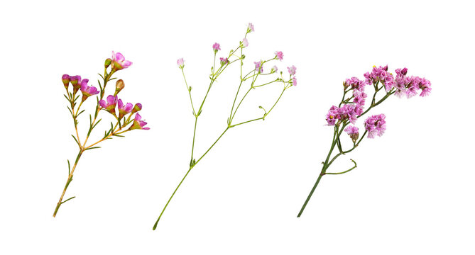 Set of sprigs of small pink flowers (limonium, gypsophila, chamelaucium) for decoration isolated on white  or transparent background