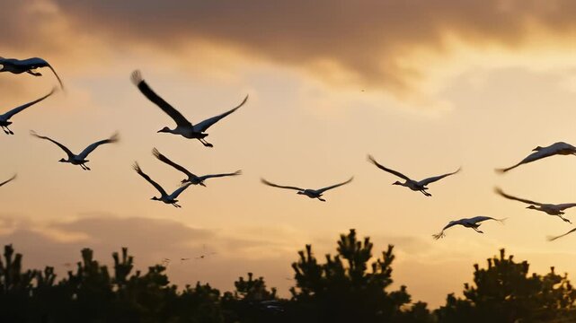 Birds Flying in Formation at Sunset