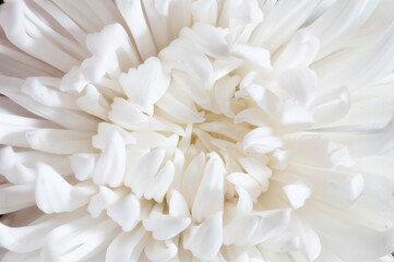 Japanese New Year Flower Series - Top View Extreme Macro of White Chrysanthemum Center, Focus Stacked Floral Texture