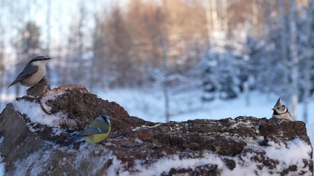 Three species of tits and eurasian  nuthatch in the wild
