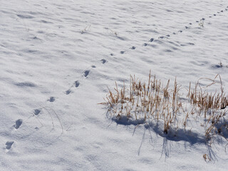 雪原に続く野生動物の足跡