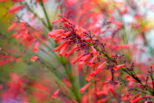 Penstemon pinifolius Compactum is hands down one of the very best. This tiny shrub has a profusion of bright scarlet flowers in late spring, among green leaves and other blossom blur background.