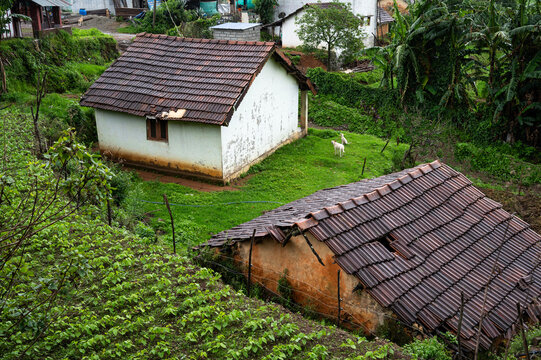 Traditional huts with kelu tile roofs in Kookal village, Tamil Nadu, with two dogs nearby, surrounded by lush greenery and neighboring homes in a serene Western Ghats setting.