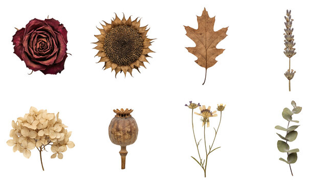 Dried botanical specimen set including rose, sunflower, oak leaf, lavender, hydrangea, poppy, and wildflowers. Autumn herbarium collection for nature and craft design.