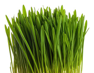 Fototapeta premium Close-up of vibrant, fresh green blades, likely cereal grasses. High-res, isolated on black background