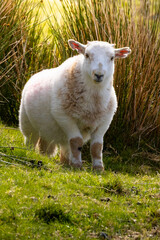 Obraz premium Portrait of a Fluffy Lamb Looking Directly at the Camera in a Sunlit Pasture