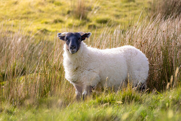 Fototapeta premium A Portrait of a White Woolly Sheep with a Distinctive Black Head