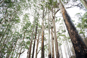 Fototapeta premium Low-angle view of rain-soaked eucalyptus trees with vibrant green leaves near Kodaikanal, Tamil Nadu, rising into misty monsoon skies in the Western Ghats.