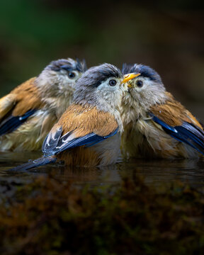 blue winged minla bird clicked at latpanchar. West Bengal in India