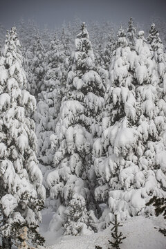 Snow covers trees in winter