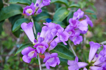 Fototapeta premium Close-up of drops on purple Garlic vine flower