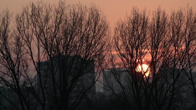 Surise through the bae branches of trees in the winter