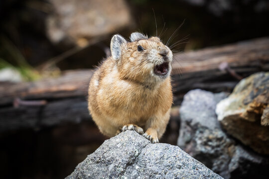 Pika Squeaking from a Rocky Talus Slope in the Colorado Rockies