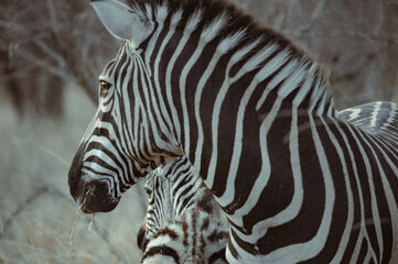 Fototapeta premium Zebras standing together in profile in the wild, showing their stripes