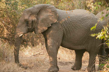 Obraz premium Profile of elephant standing in dry grassland in wildlife preserve