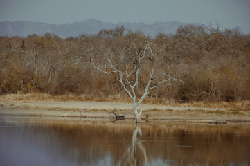 Naklejka premium View of a dry tree reflecting on a river shore with mountains