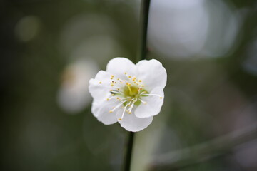 Obraz premium A delicate white plum blossom blooms.
