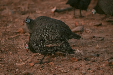 Obraz premium Guineafowl foraging on dry ground in an open area