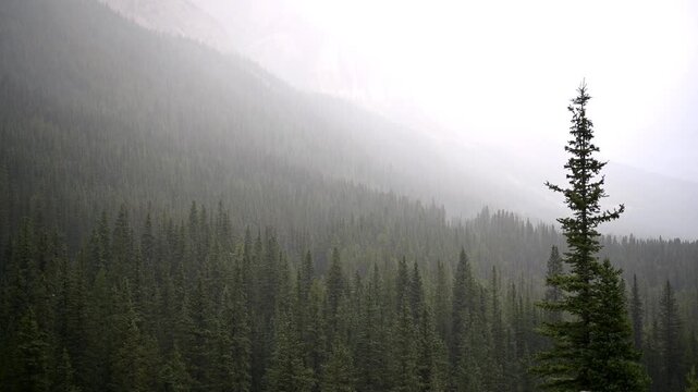 Foggy pine forest landscape in Banff National Park with copy space