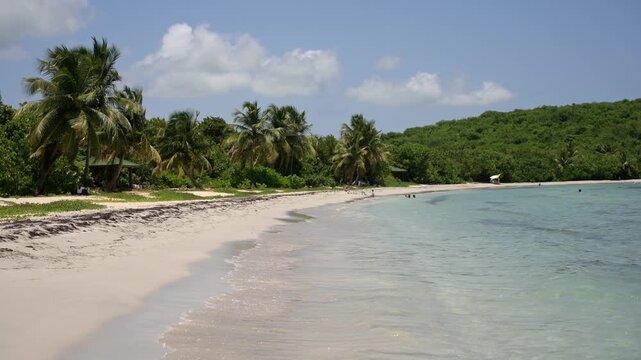 Palm-lined shore and swimmers at Playa La Chiva, Vieques