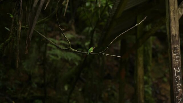 Puerto Rican Tody perched on mossy branch in El Yunque forest